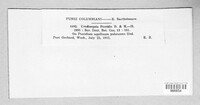 Uredinopsis pteridis image